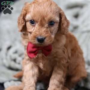 Rusty, Cavapoo Puppy